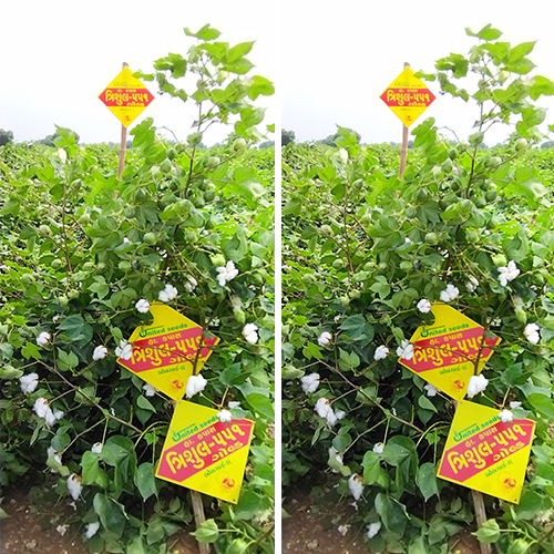 united seeds
